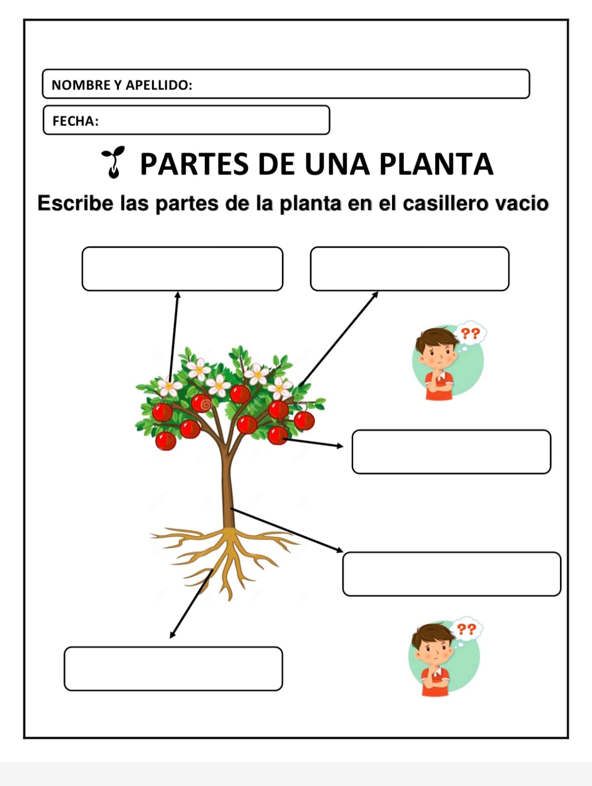 PARTES DE UNA PLANTA