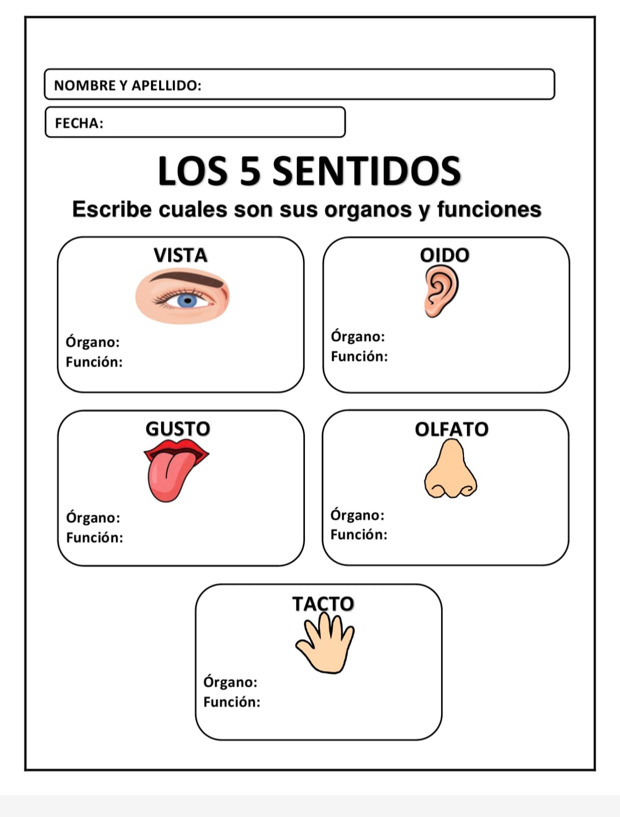 LOS 5 SENTIDOS